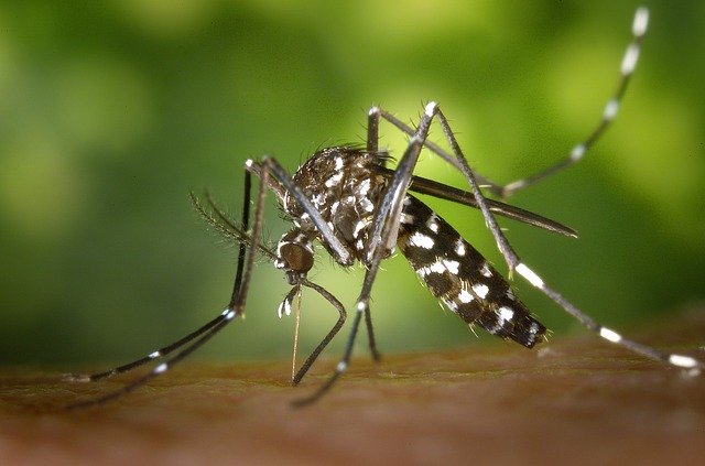 zoom on a tiger mosquito
