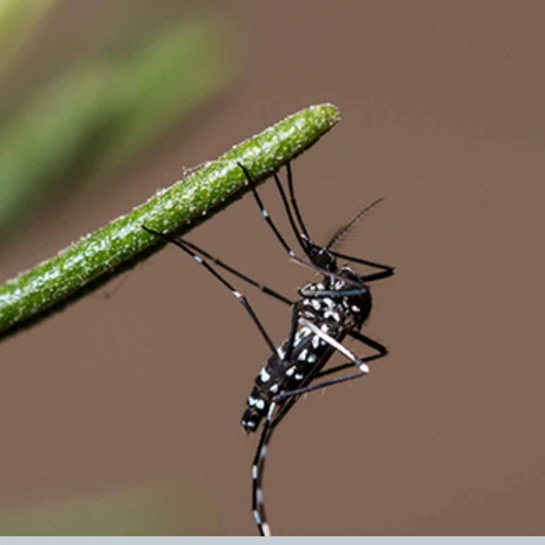 comment-se-proteger-naturellement-des moustiques-tigres