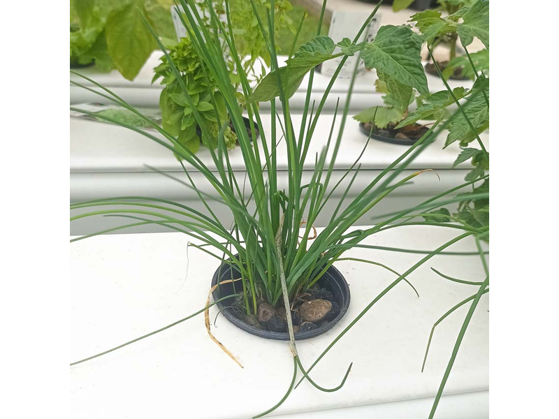 GrowStream® 40 - 40 plantas - sem tanque/suportes
