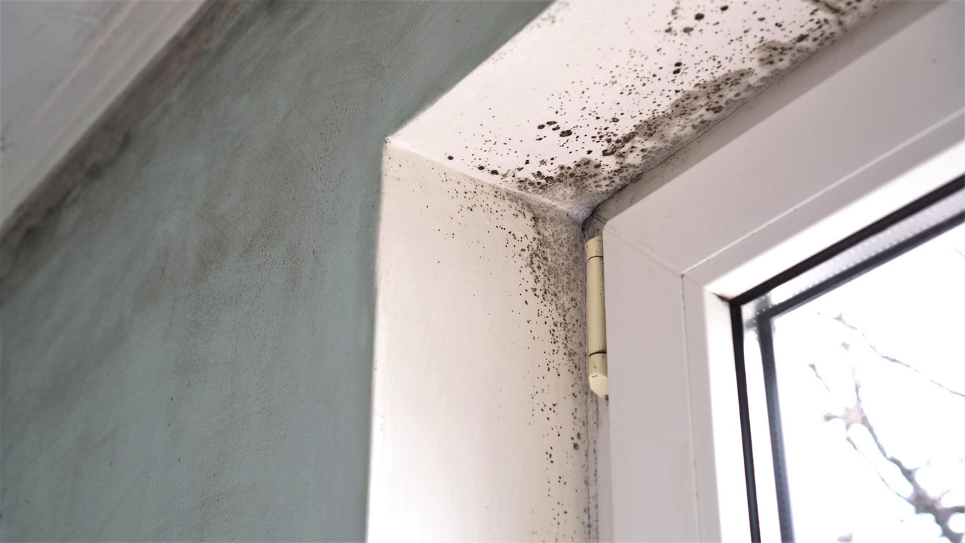 spor af skimmelsvamp forårsaget af dårlig indendørs ventilation